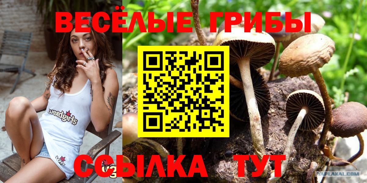 Галлюциногенные грибы Psilocybe  Галлюциногенные грибы Psilocybe  Вход с VPN  Заинск 