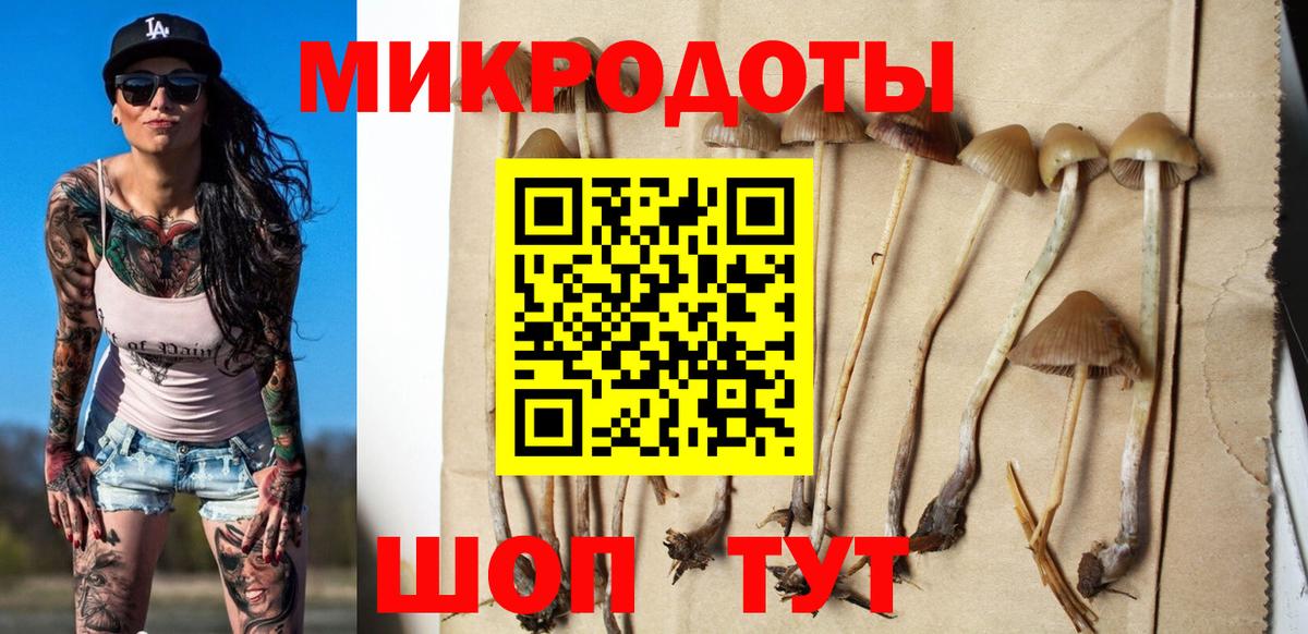 Псилоцибиновые грибы Psilocybe Заинск